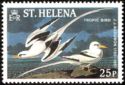 White-tailed Tropicbird (Phaethon lepturus)